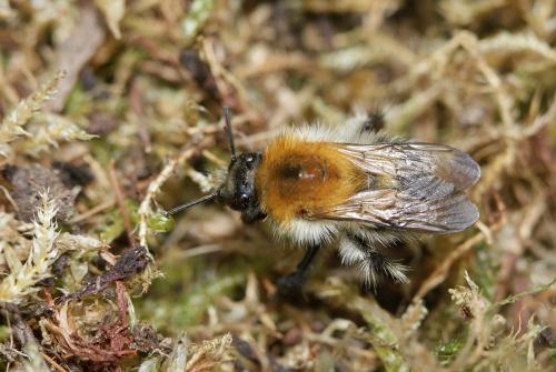 Bombus pascuorum